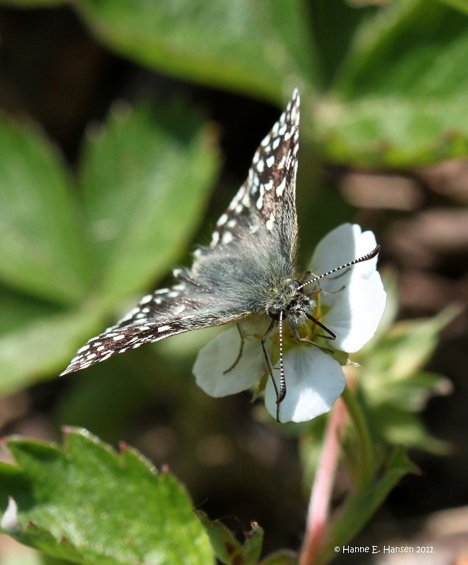 Spttet bredpande (Pyrgus malvae)