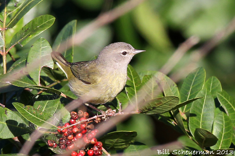 Orange-crowned Warbler