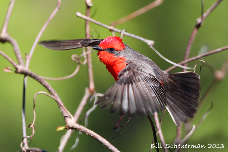 Vermilion Flycatcher