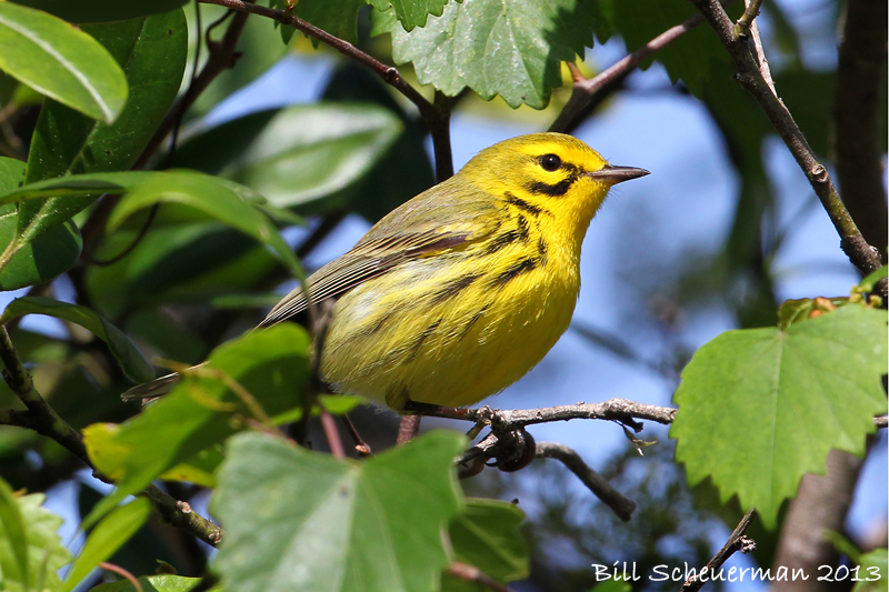 Prairie Warbler