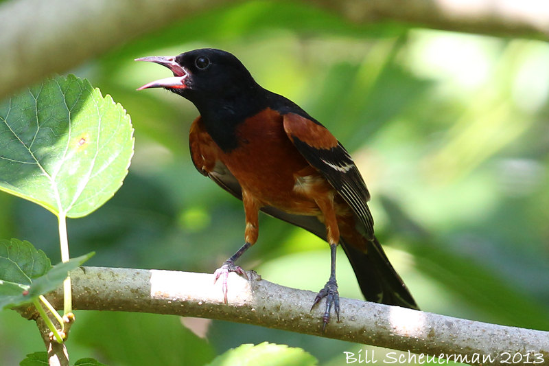 Orchard Oriole