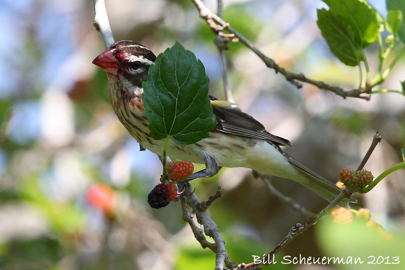 Rose-breasted Grosbeak Female