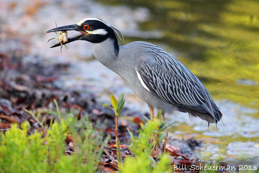 Yellow-crowned Night Heron