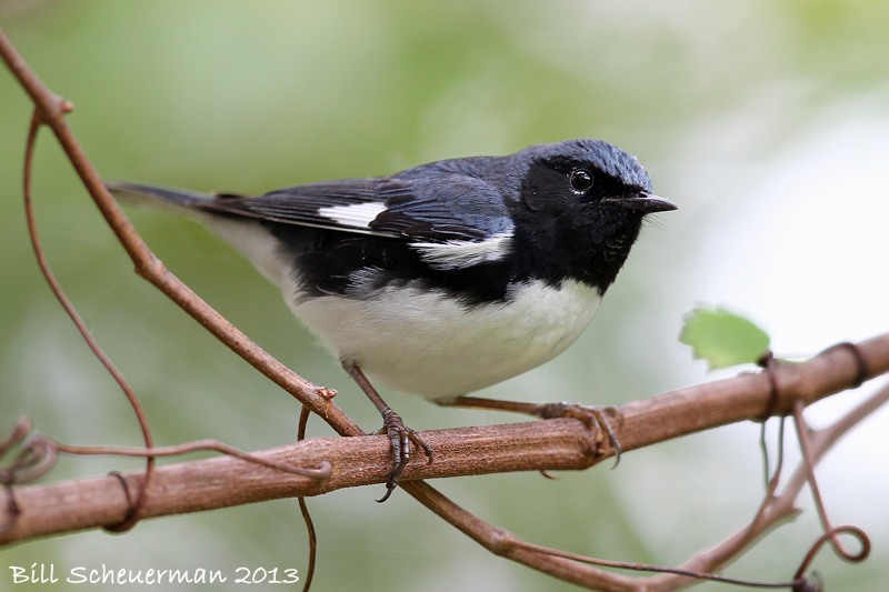 Black-throated Blue Warbler