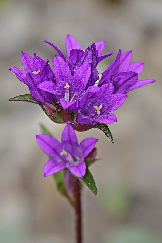 Knuel-Glockenblume (Campanula glomerata L.)