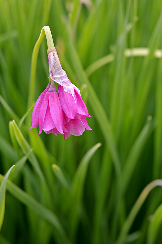 Narzissenbltiger Lauch (Allium narcissiflorum Vill.)