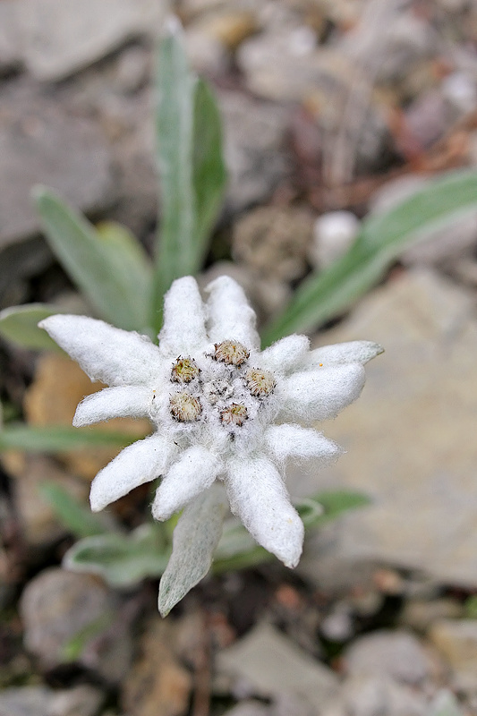 Schnee-Edelwei (Leontopodium alpinum ssp. nivale)