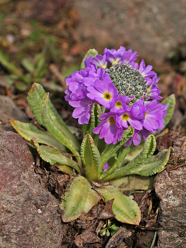 Kugelprimel <I>(Primula denticulata)</I> 2
