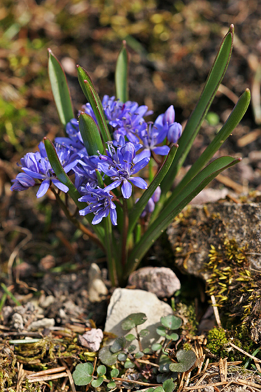 Zweiblttriger Blaustern <I>(Scilla bifolia)</I> 3