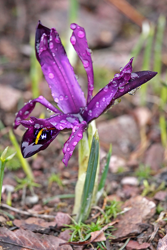 Kleine Netzblatt-Iris <I>(Iris reticulata)</I>
