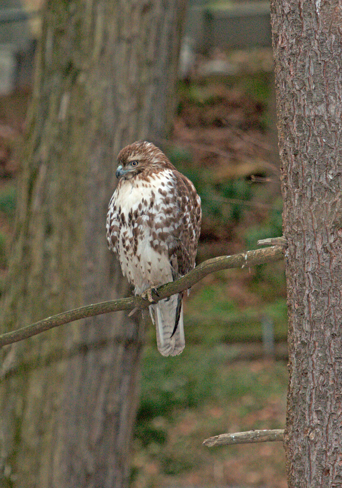 Poiana della Giamaica: Buteo jamaicensis. E.: Red-tailed Hawk