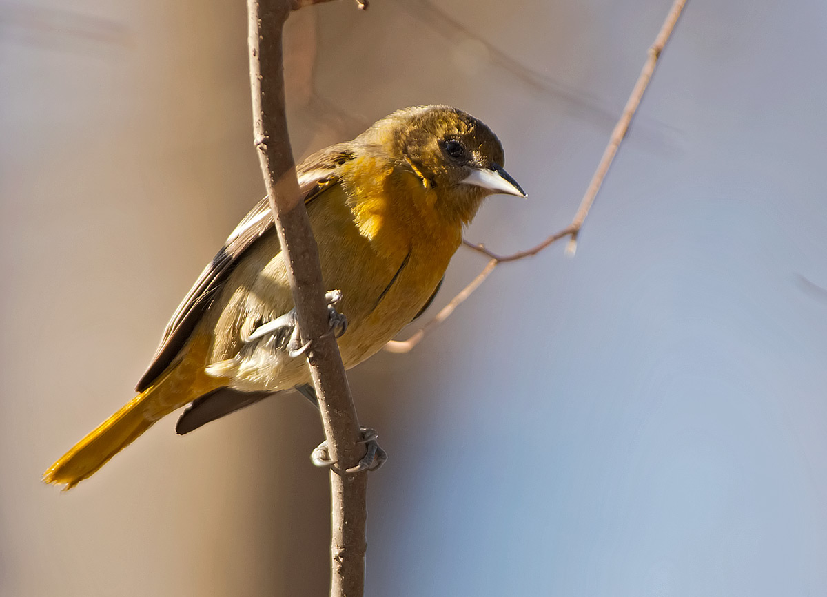 Ittero di Baltimora: Icterus galbula. En.: Baltimore Oriole - F -