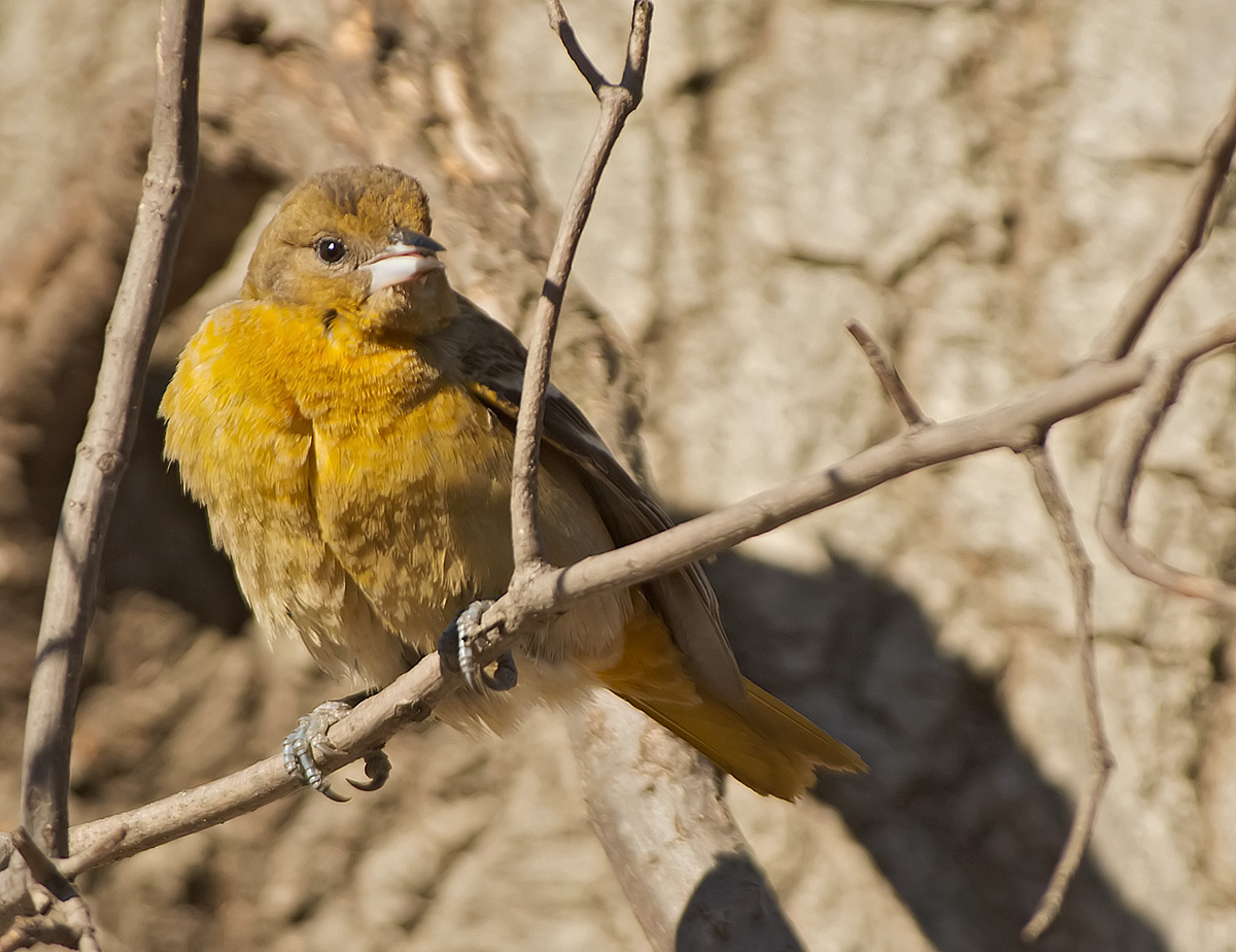 Ittero di Baltimora: Icterus galbula. En.: Baltimore Oriole - F -