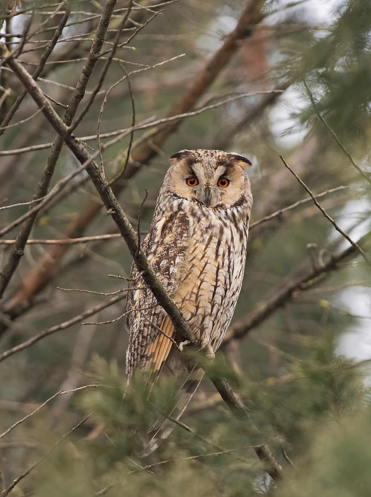 Gufo comune: Asio otus. En.: Long-eared Owl