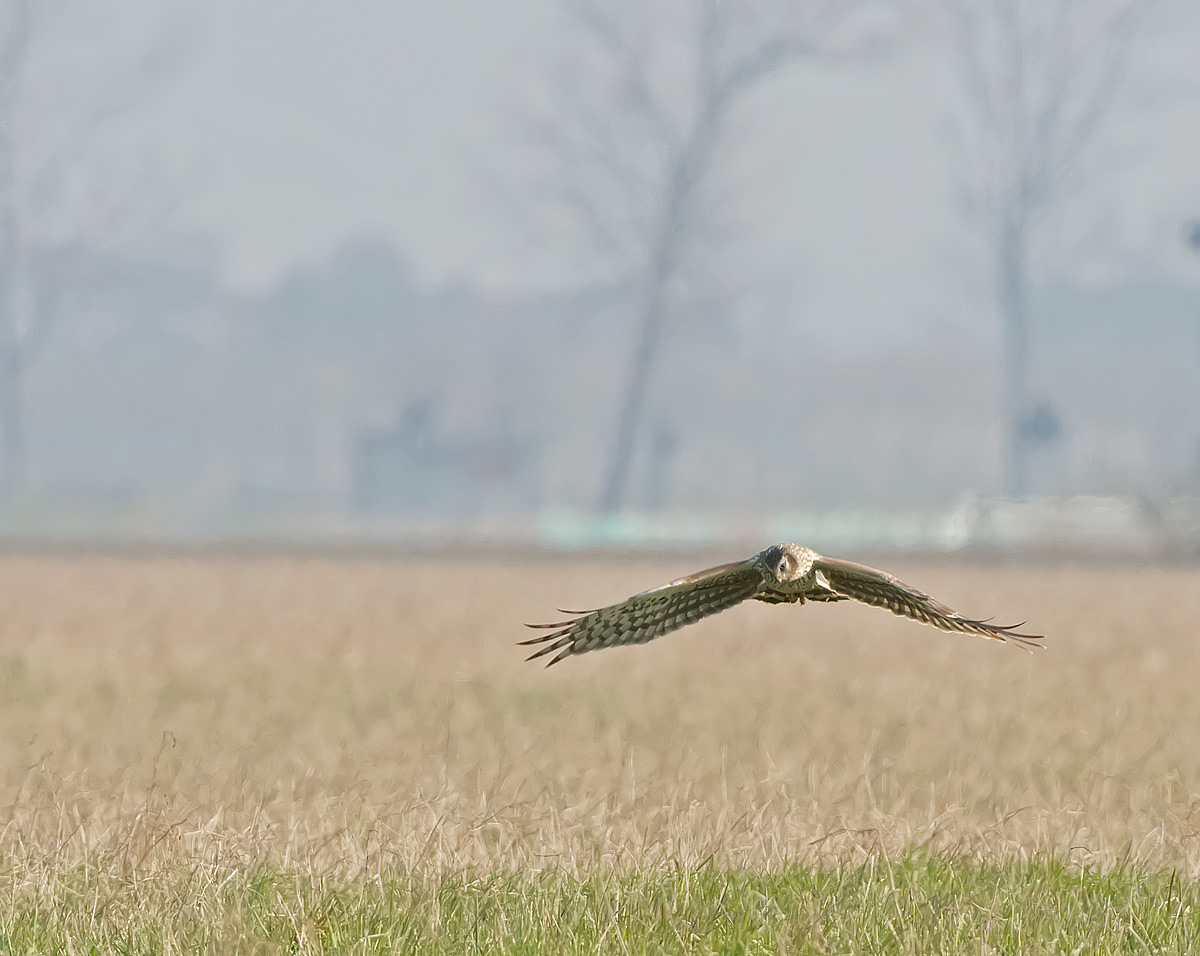 Albanella reale: Circus cyaneus. En.: Hen Harrier - F -