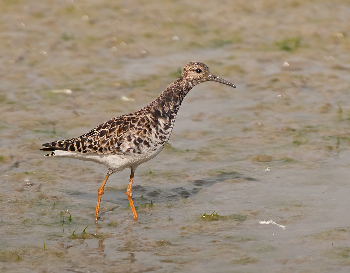 Combattente: Philomachus pugnax. En.: Ruff