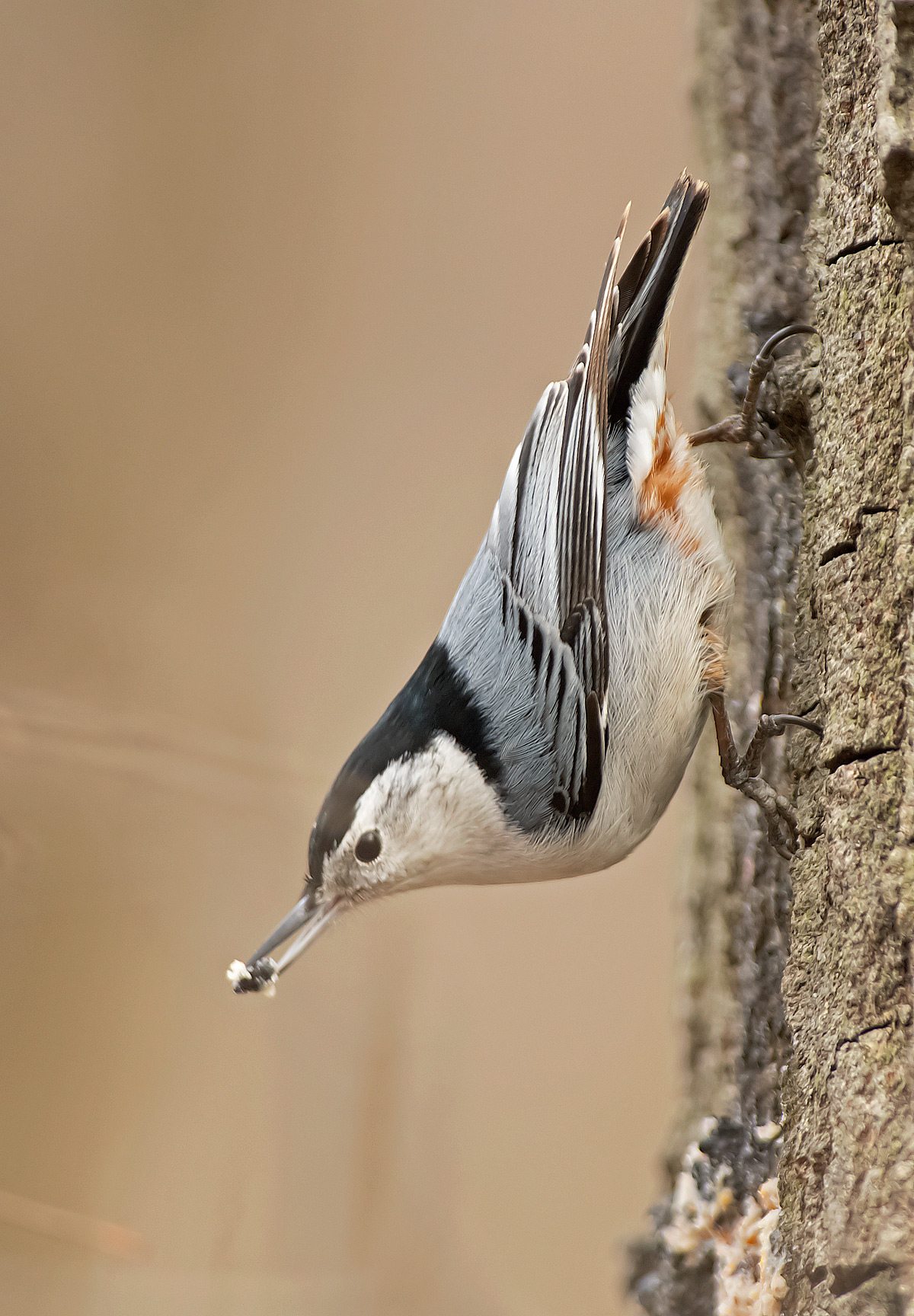 Picchio muratore pettobianco: Sitta carolinensis. En.: White-breasted Nuthatch