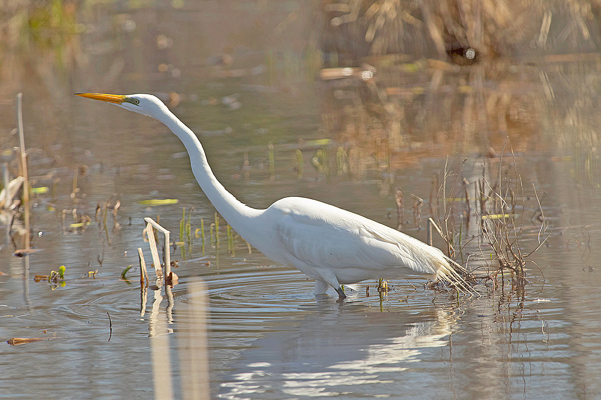 Airone bianco maggiore: Ardea alba. En.: Western Great Egret