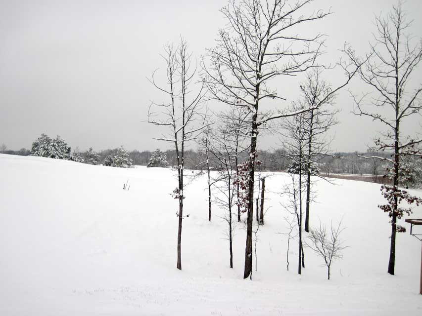 trees-out-back.jpg