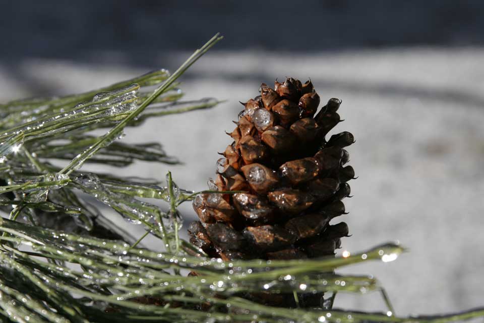 pine
