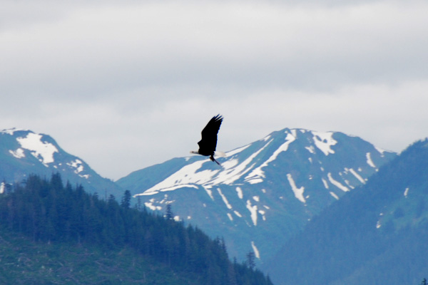 Bald Eagle 06.jpg