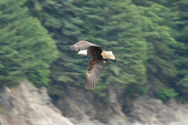 Bald Eagle 14.jpg