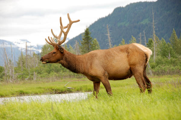Elk 02.jpg