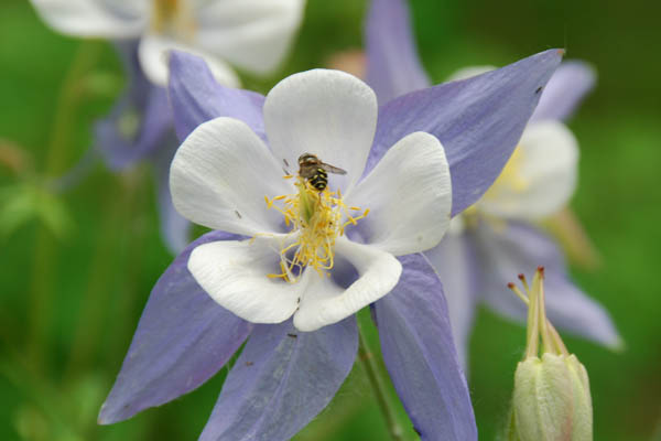 Flower 04.jpg