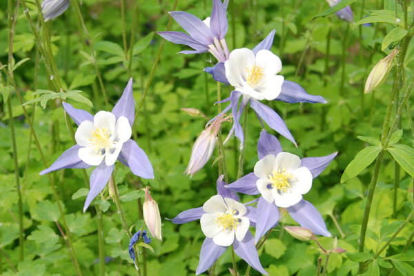 Flower 08.jpg