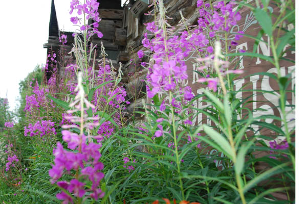 Flower 12.jpg