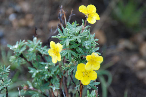 Flower 15.jpg
