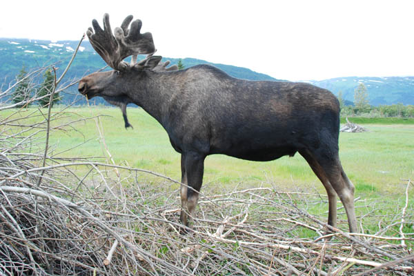 Moose 01.jpg