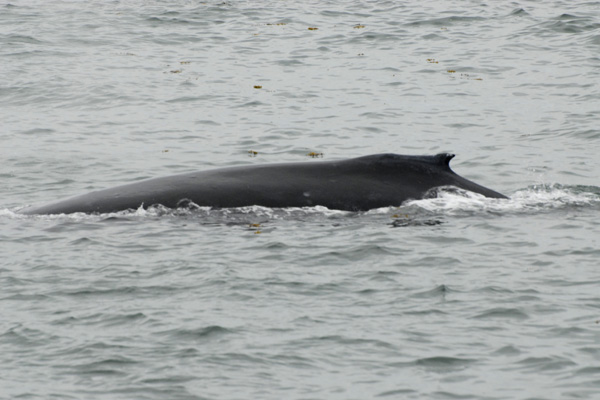 Whales 34.jpg