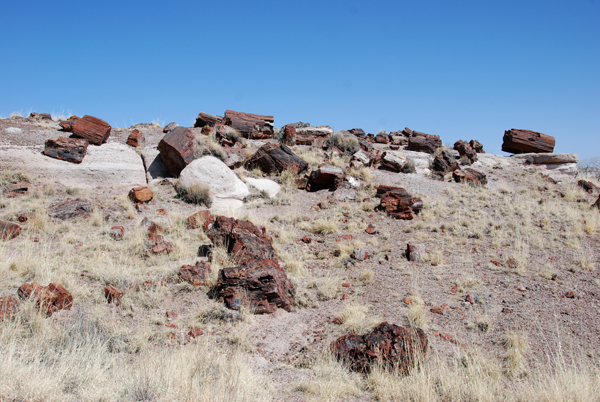 Petrified Forest 03.jpg