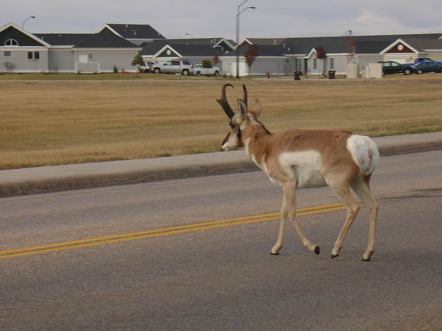 Antelope crossing