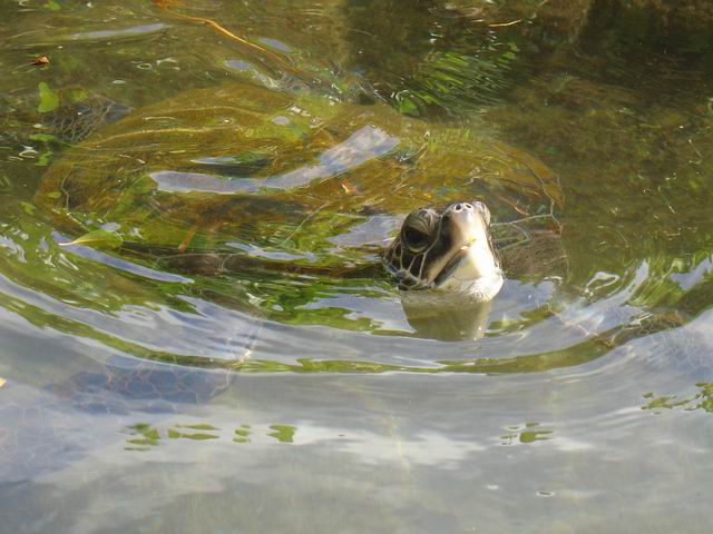 Hawaiian Turtle