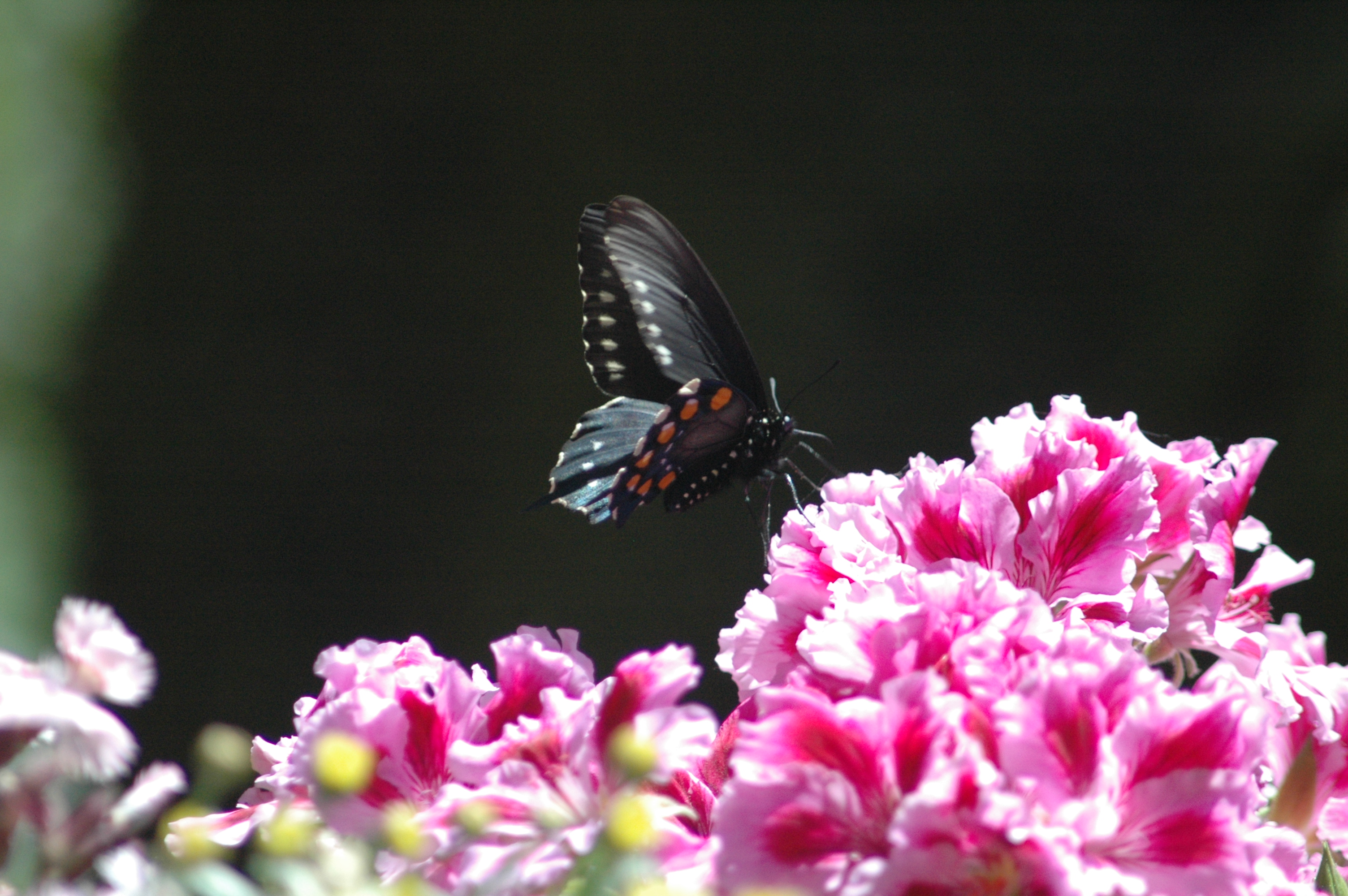 black butterfly on a pelargonium