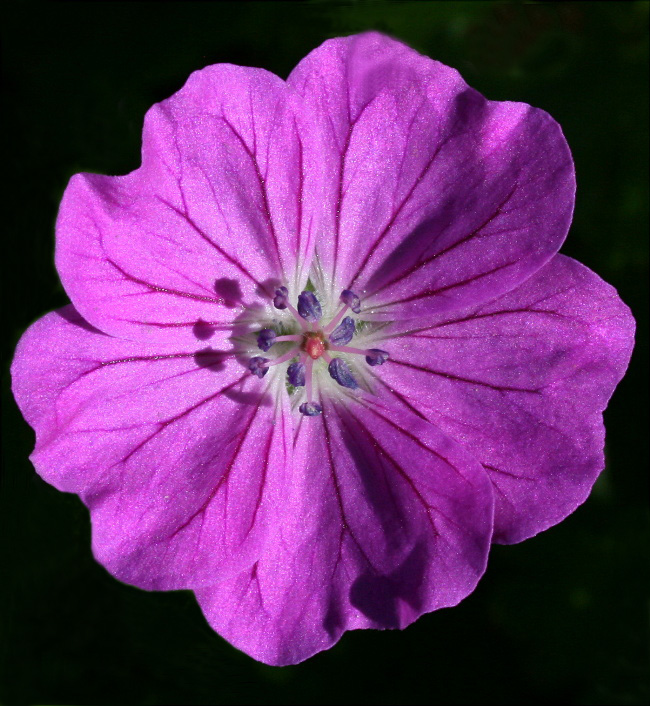 Geranium