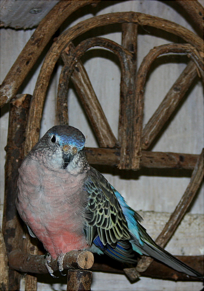  He is such a cute little boy!  He is one of the ones likes to sit on my head.....when I am working in the aviary....