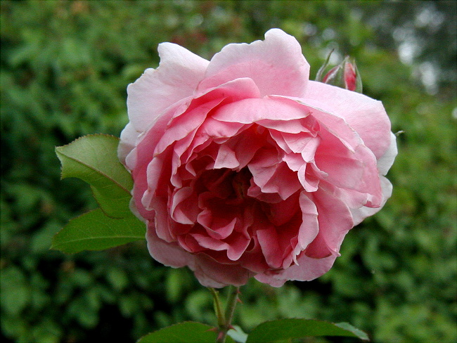 Cottage Rose