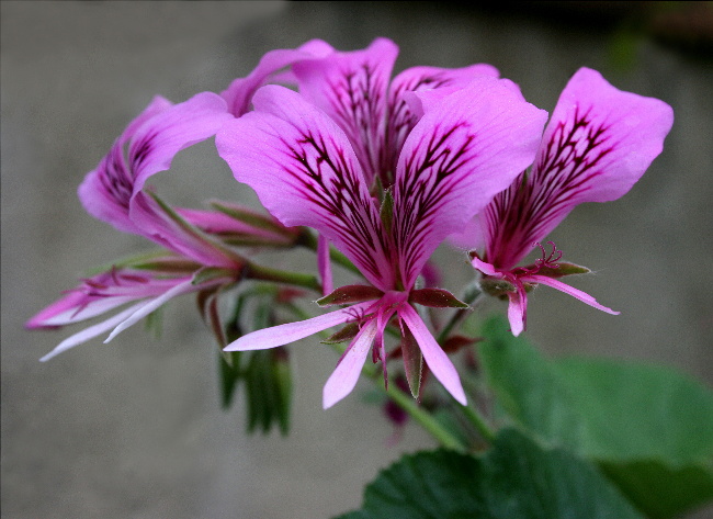 Pelargonium