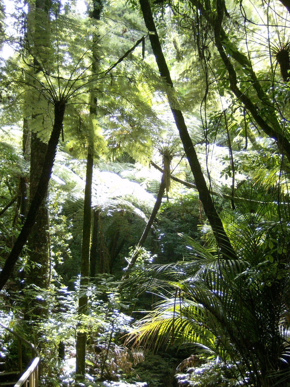 Warkworth Kauri Park tree ferns
