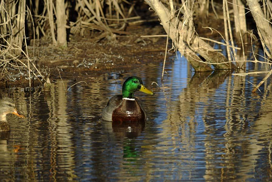 Nervous Mallards