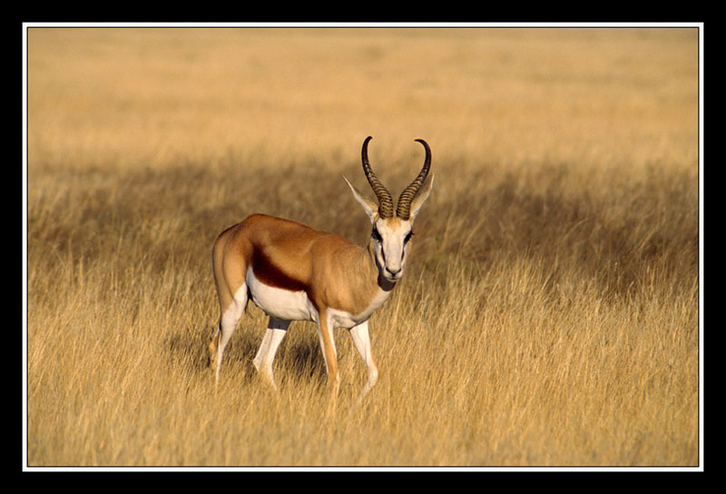 springbok dans le parc dEtosha
