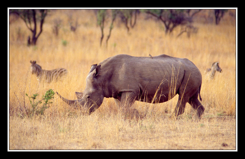 Rhinoceros au pilanesberg