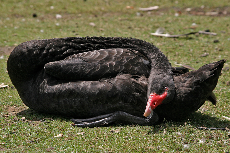 Black Swan