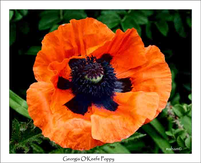 IMG_7794 georgia okeefe poppy2 copy.jpg