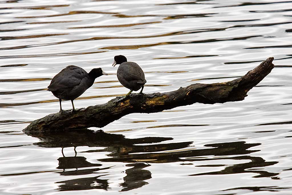 1/12/2010  American Coots