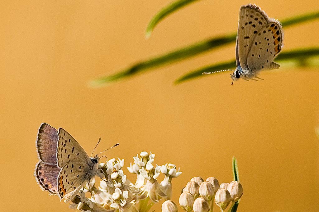 7/7/2010  Butterflies