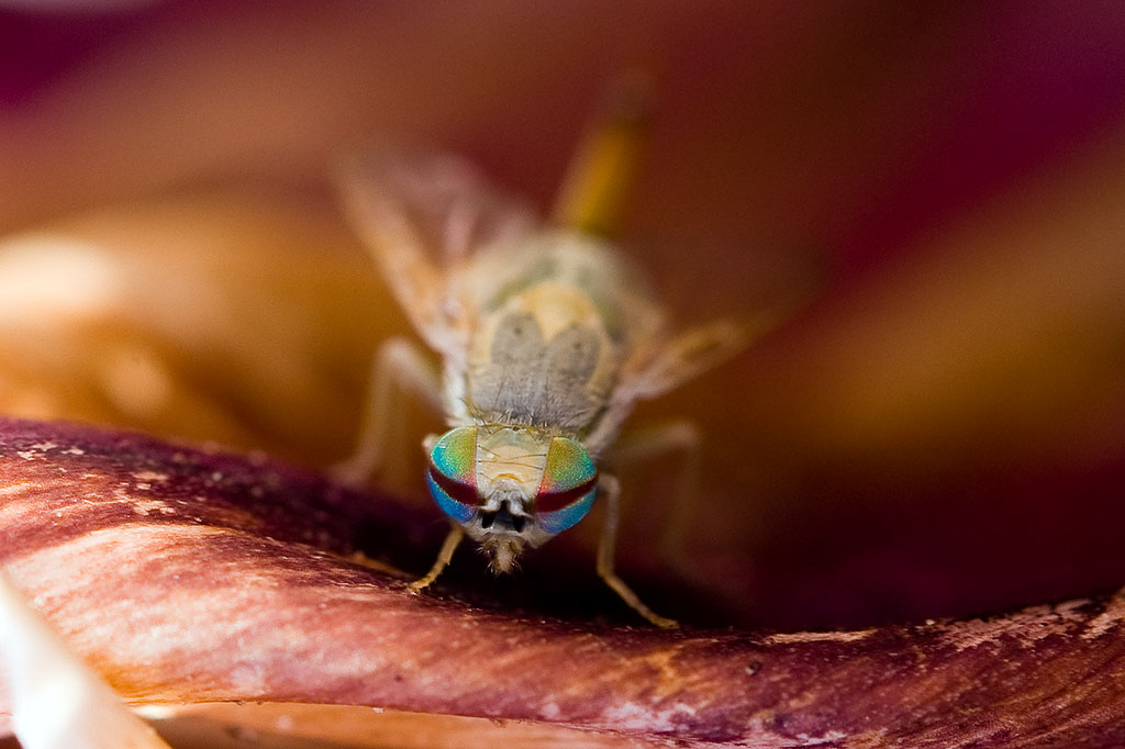 7/30/2010  Fly on Artichoke bract